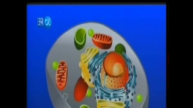 Meilensteine-Die_Zelle-Baustein_des_Lebens_DE