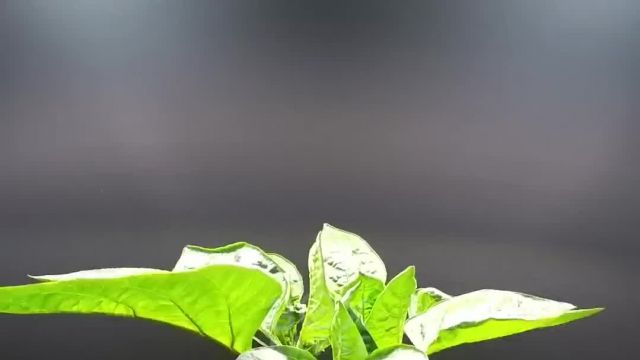 115 Days in 41 Seconds