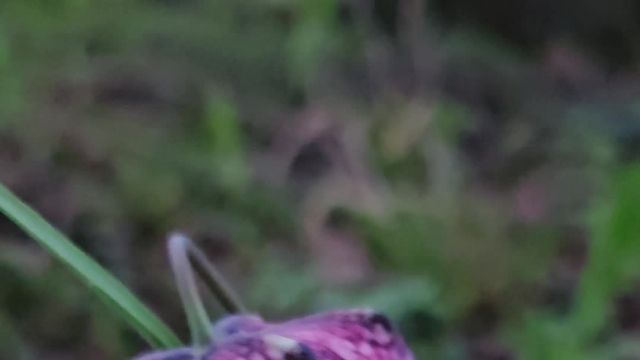 Schachbrettblume