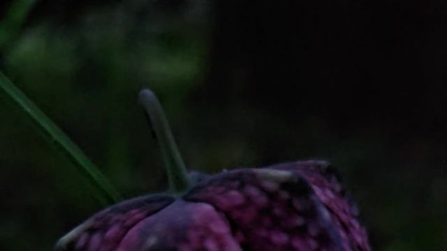 Schachbrettblume